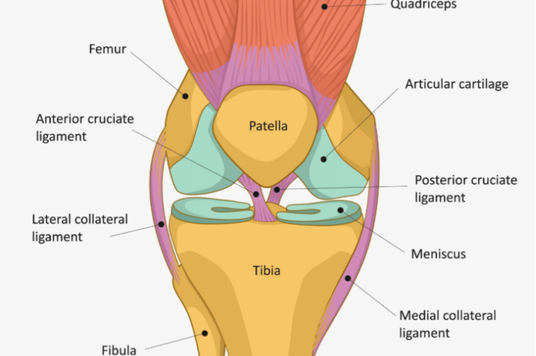 Understanding Knee Ligament Injuries